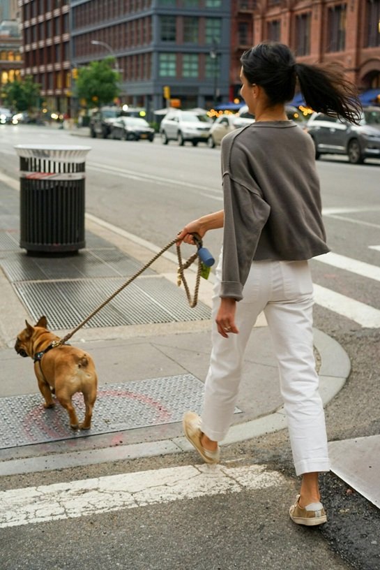 Dog-Friendly Downtown Walk hero