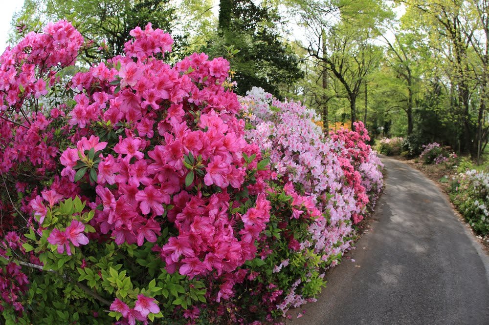 Dogwood Trails Spring Blooms (Seasonal)